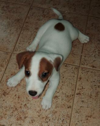 Jack Russell terrier 