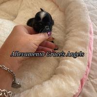 Piccolissimi shihtzu