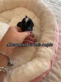 Piccolissimi shihtzu