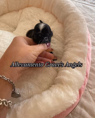 Piccolissimi shihtzu