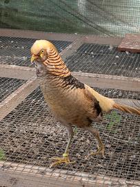 Coppia fagiani dorati