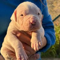 Cuccioli dogo argentino