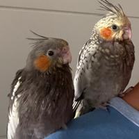 Pappagalli calopsite allevati a mano