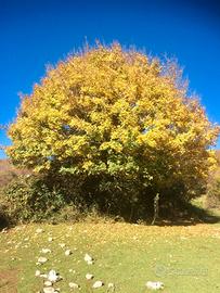 Terreno pregiato Reg. Edif. ind_cub.ra +49