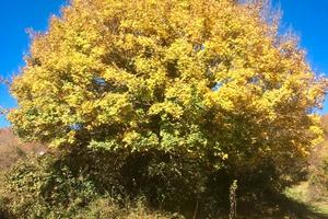 Terreno pregiato Reg. Edif. ind_cub.ra +49