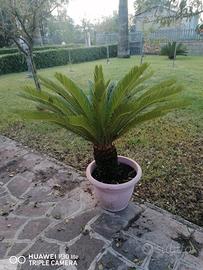 Pianta Cycas 