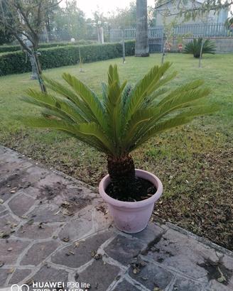 Pianta Cycas 