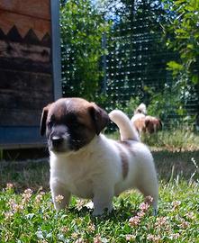 Jack Russell