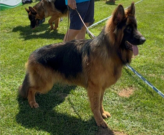 Pastore Tedesco a pelo lungo