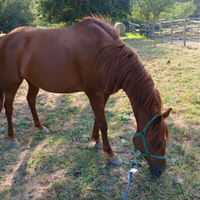 Cavalla