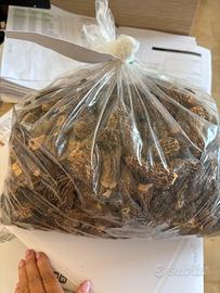 Funghi Spugnola essiccati