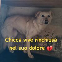 Chicca 6 anni taglia media in canile