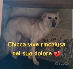 Chicca 6 anni taglia media in canile