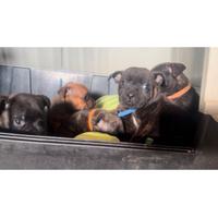 Ultimi staffy bull terrier