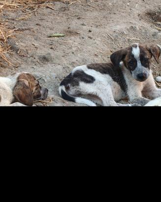 Splendidi cuccioli