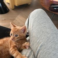 Animali