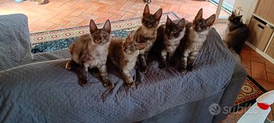gattini Maine Coons Black Smoke