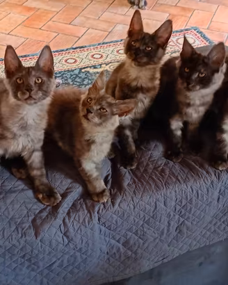 gattini Maine Coons Black Smoke