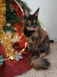 Cucciola Maine coon