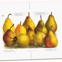 STAMPE DI PERE "Blasonate!"