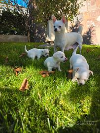 Cuccioli di Chihuahua Bianchi