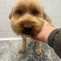 Niky, cagnolino taglia piccola ADOZIONE