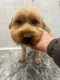 Niky, cagnolino taglia piccola ADOZIONE