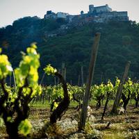 Azienda Vitivinicola BIO in Sicilia