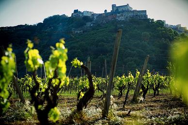 Azienda Vitivinicola BIO in Sicilia