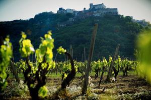Azienda Vitivinicola BIO in Sicilia