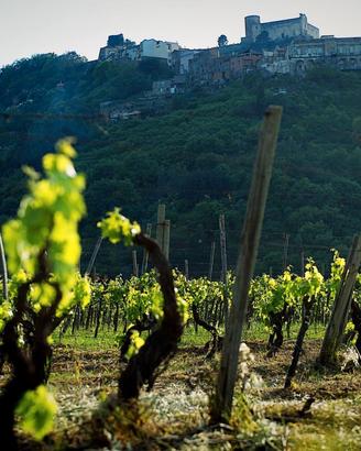 Azienda Vitivinicola BIO in Sicilia