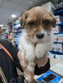 Jack Russell Terrier pedigree ENCI - broken/ruvidi