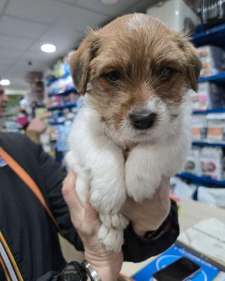 Jack Russell Terrier pedigree ENCI - broken/ruvidi