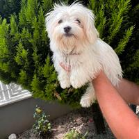 Cucciolo maschietto di Maltipoo