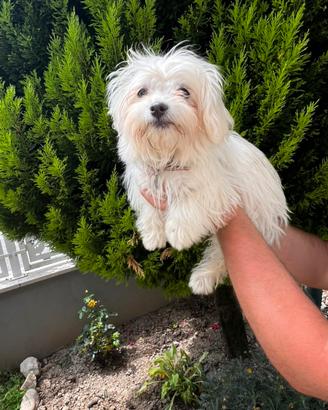Cucciolo maschietto di Maltipoo