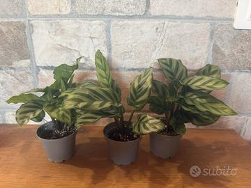 3 piante di Calathea Freddie in vaso da interno