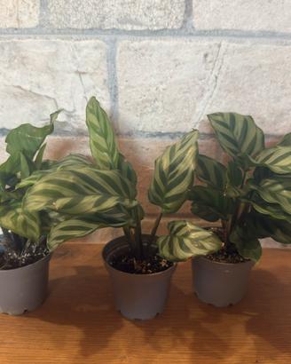 3 piante di Calathea Freddie in vaso da interno