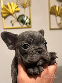 Cuccioli bulldog francese