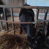 Vitello Meticcio 8 Mesi