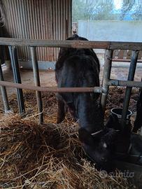 Vitello Meticcio 8 Mesi