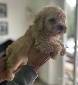 Barboncini Mini mini Toy