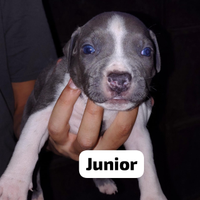 Cuccioli di Amstaff