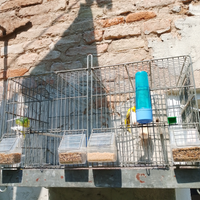 Una coupia canarini 2024