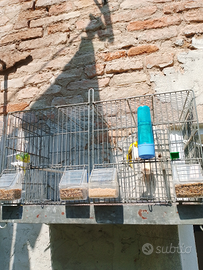 Una coupia canarini 2024