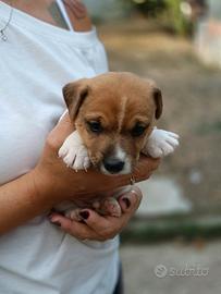 Cuccioli di jack Russell terrier