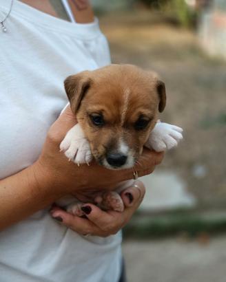 Cuccioli di jack Russell terrier
