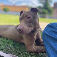 Pitbull femmina in adozione