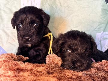 Cuccioli schnauzer nano nero