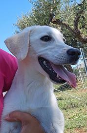 Labrador adozione pedigree e test genetici