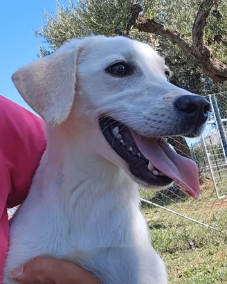 Labrador adozione pedigree e test genetici